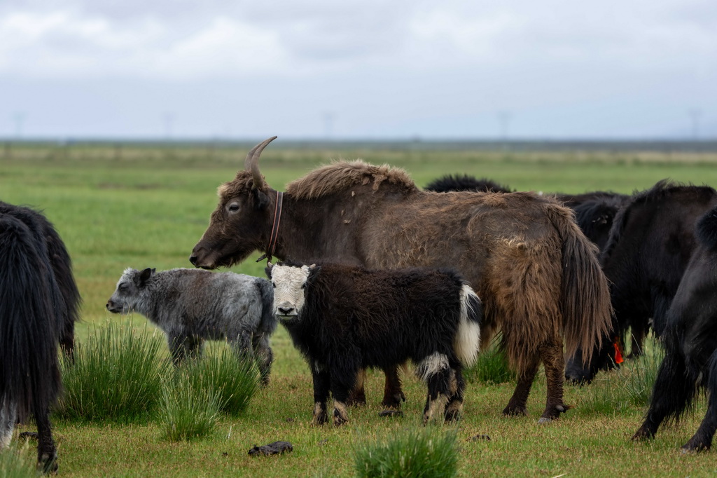 7月22日拍摄的玛旁雍错湿地上的牦牛。