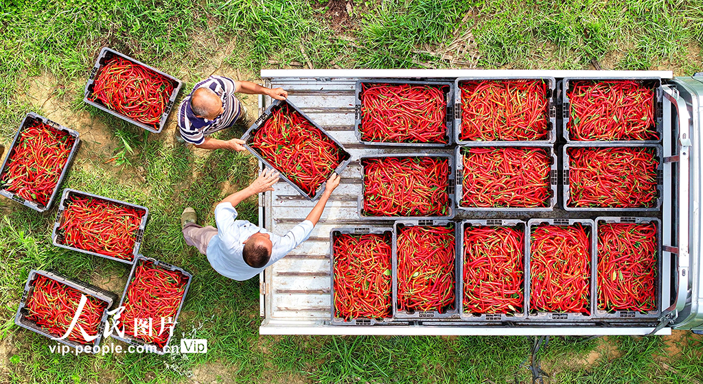 四川仁寿:辣椒丰收 助农增收【2】