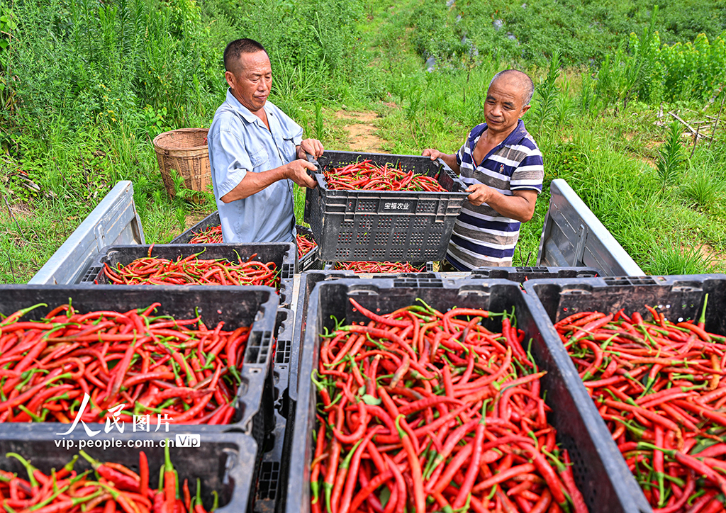 四川仁寿:辣椒丰收 助农增收【3】