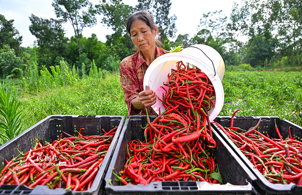 四川仁寿:辣椒丰收 助农增收【4】