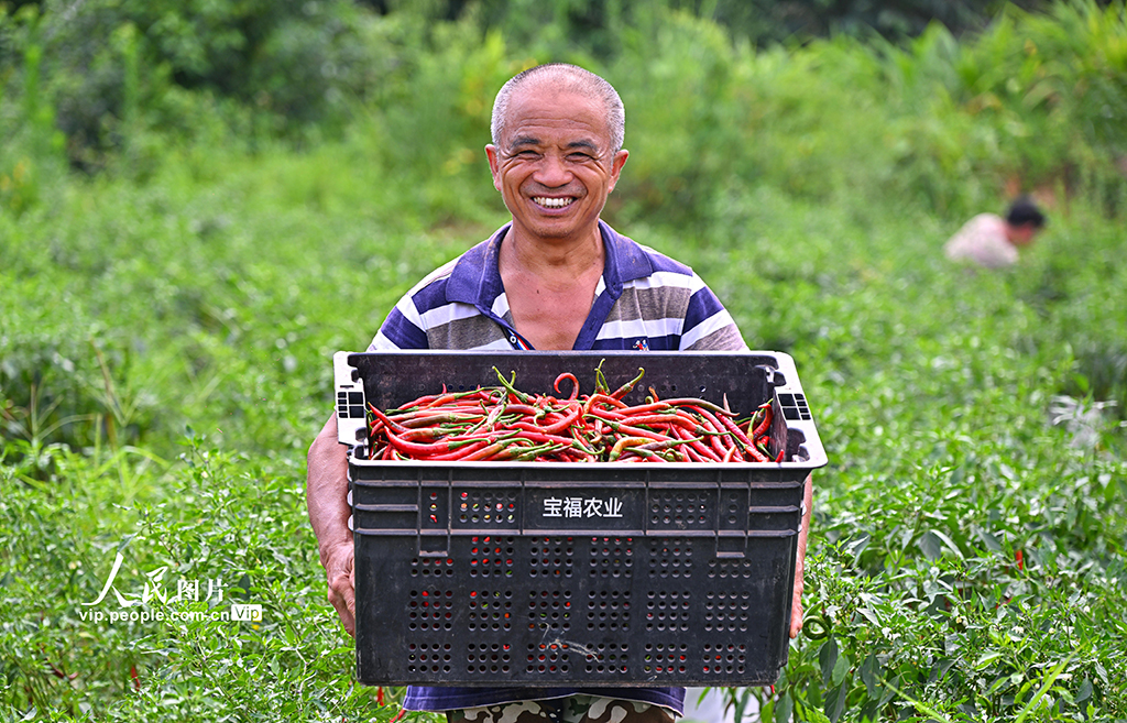 四川仁寿：辣椒丰收 助农增收【5】