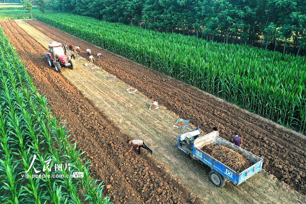 安徽亳州：收获中药材【3】