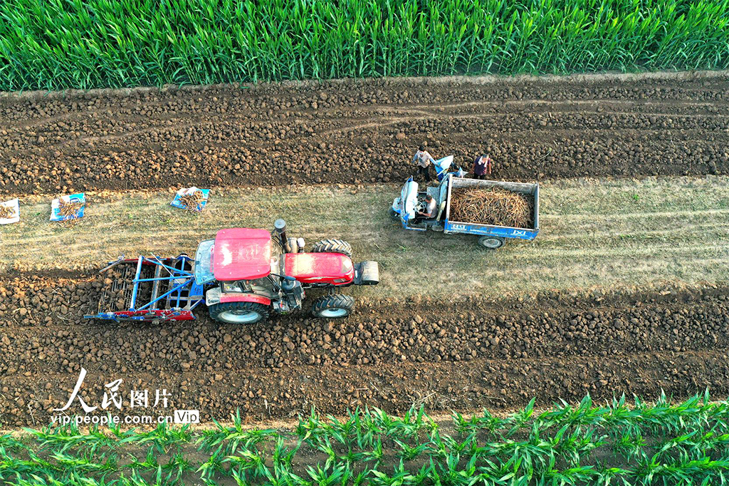 安徽亳州：收获中药材【5】