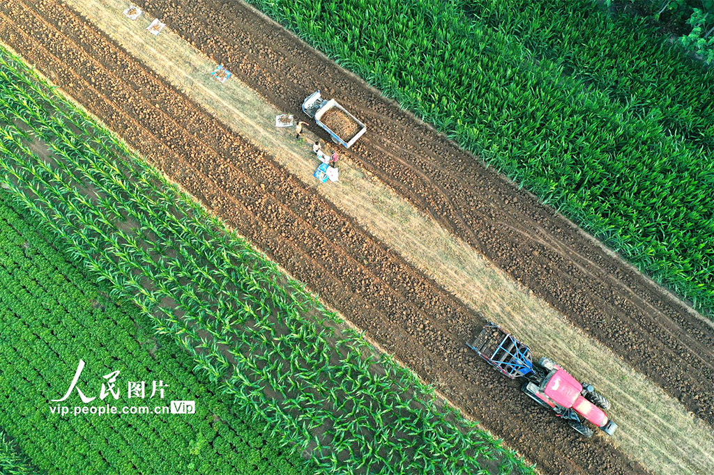 安徽亳州:收获中药材【4】