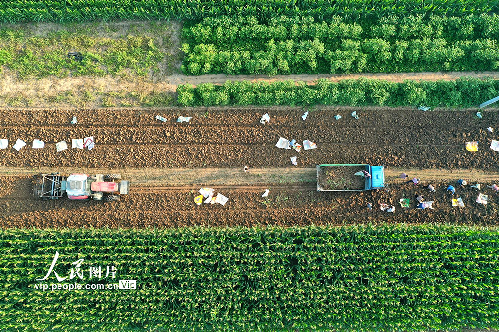 安徽亳州：收获中药材【2】