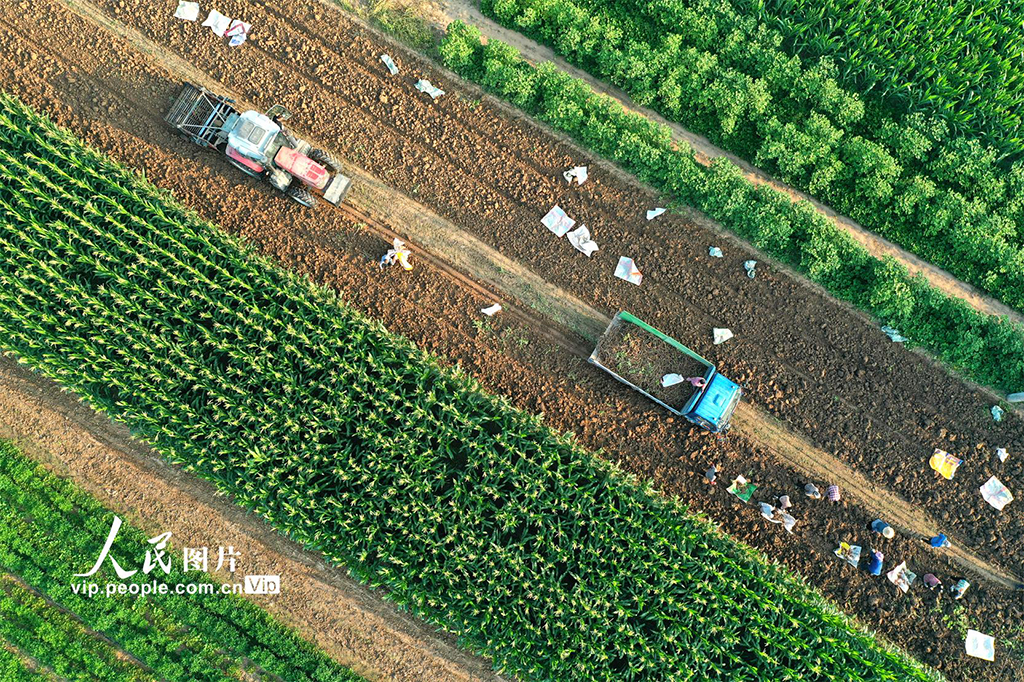 安徽亳州:收获中药材【6】