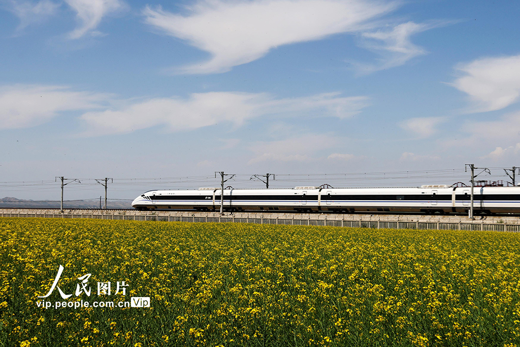 甘肃张掖：动车穿越油菜花海【2】