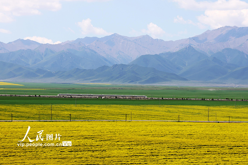 甘肃张掖：动车穿越油菜花海【4】