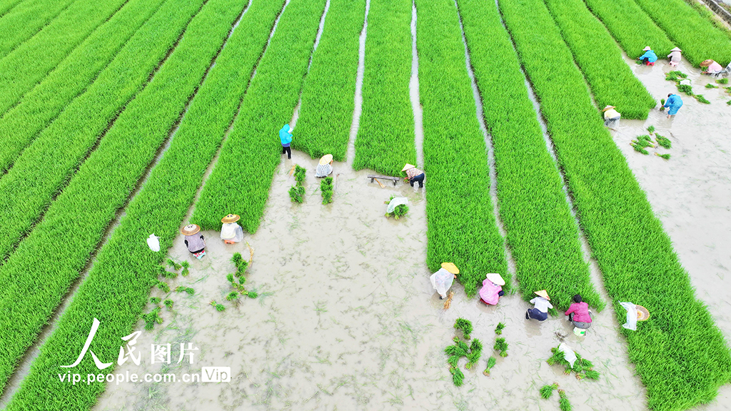 湖南道县：插秧【2】