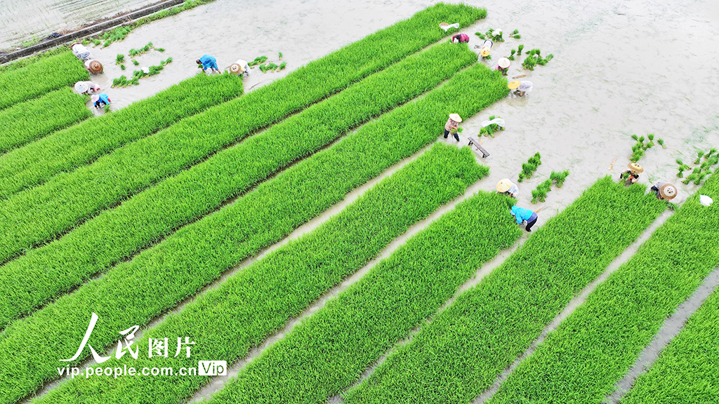 湖南道县:插秧【3】