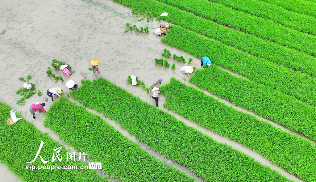 湖南道县：插秧【4】