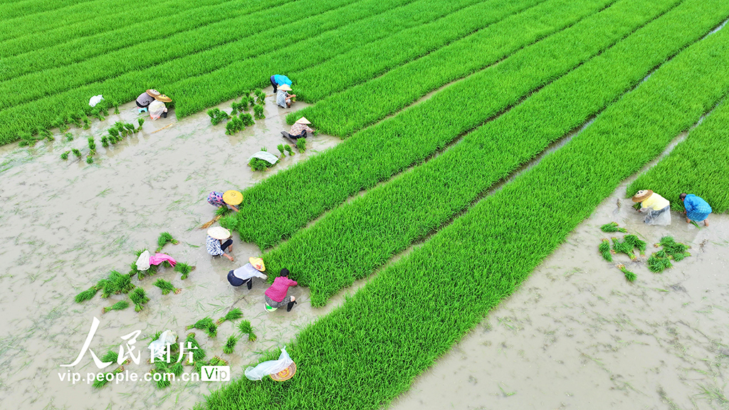 湖南道县：插秧【5】