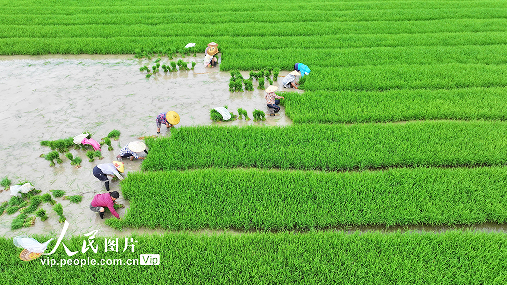 湖南道县:插秧【6】