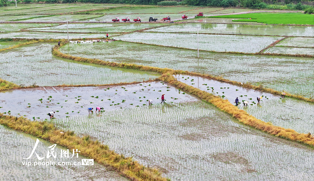 湖南道县：插秧【7】