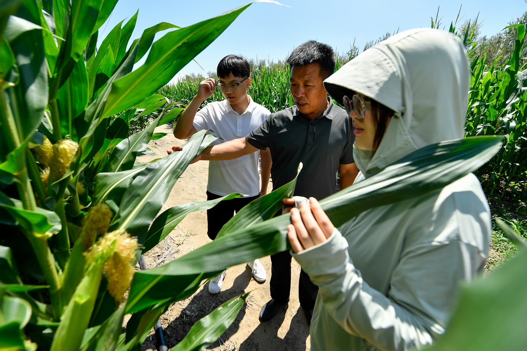 7月21日，在位于吉林省四平市梨树县的“科技小院”试验田，鑫源农机农民专业合作社理事长赵刚（中）向大学生们介绍玉米生长情况。