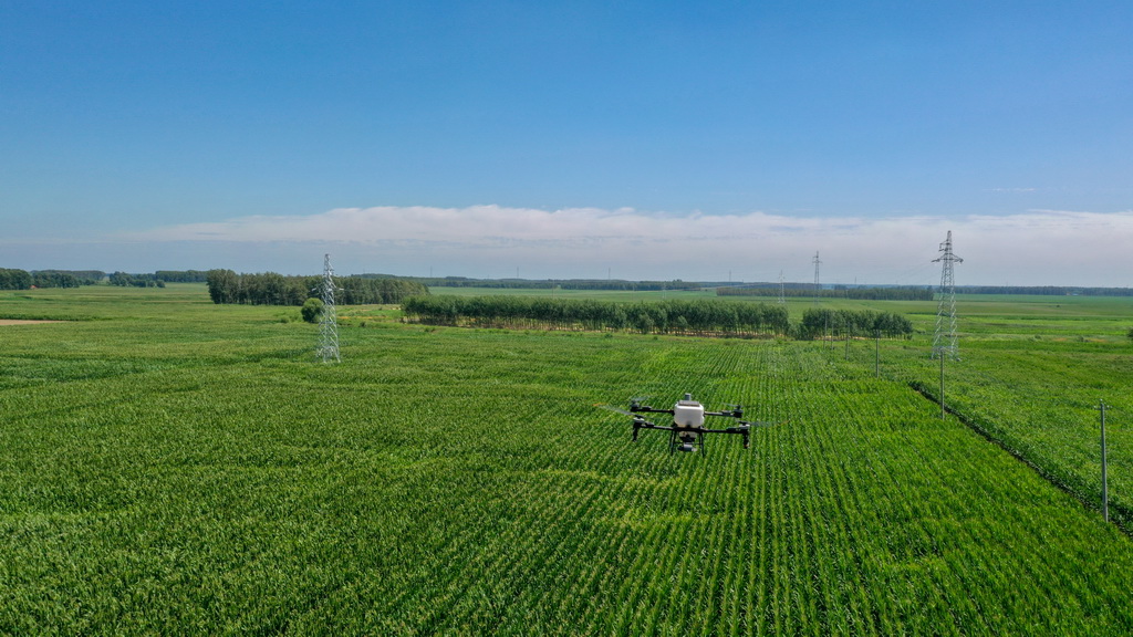 7月21日，在位于吉林省四平市梨树县的“科技小院”试验田，植保无人机为玉米精准施肥（无人机拍摄）。