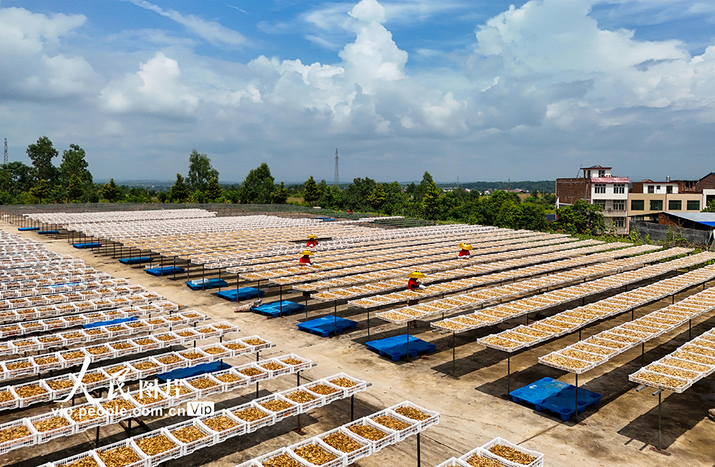 湖南祁东：小黄花 大产业【2】