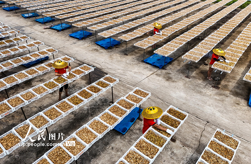 湖南祁东：小黄花 大产业【3】