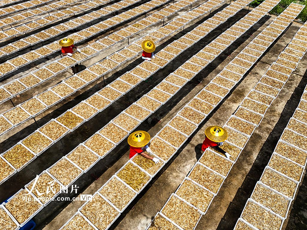 湖南祁东：小黄花 大产业【4】