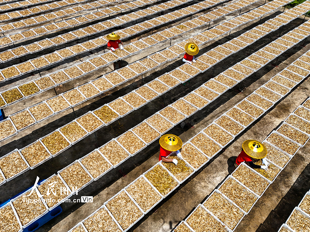 湖南祁东：小黄花 大产业【5】