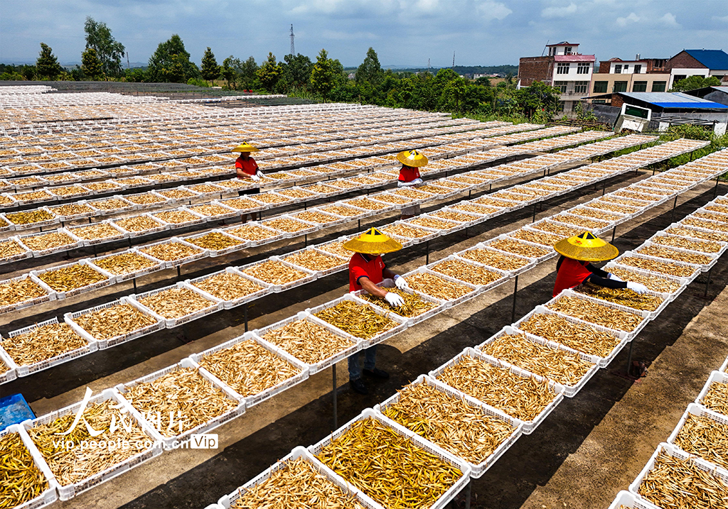 湖南祁东：小黄花 大产业【6】