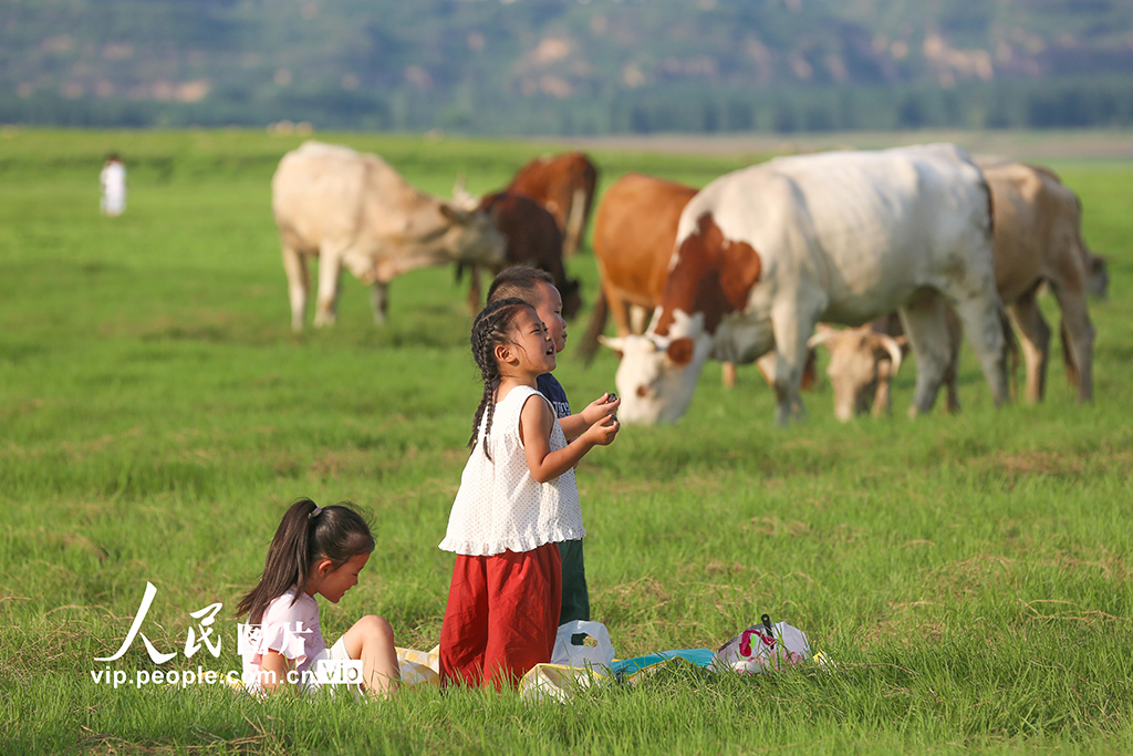 河南：三门峡库区现“生态草原”景观【2】