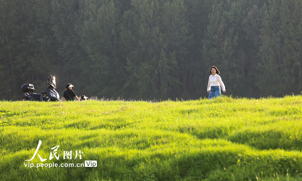 河南：三门峡库区现“生态草原”景观【3】