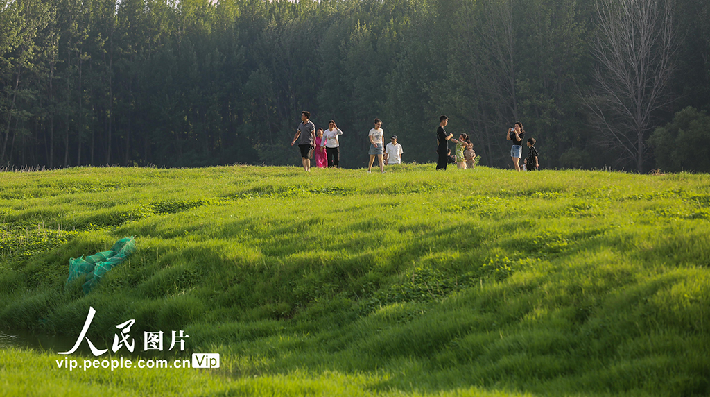 河南：三门峡库区现“生态草原”景观【4】