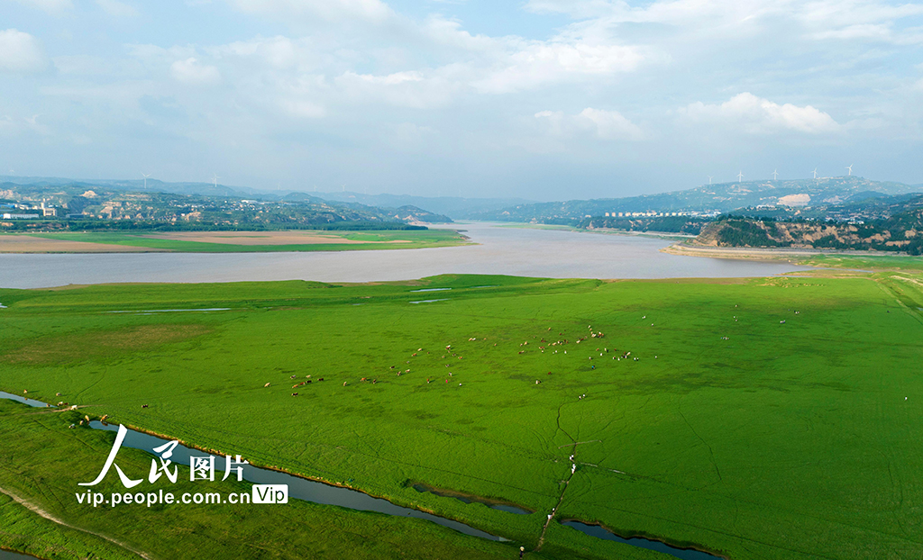 河南：三门峡库区现“生态草原”景观【5】