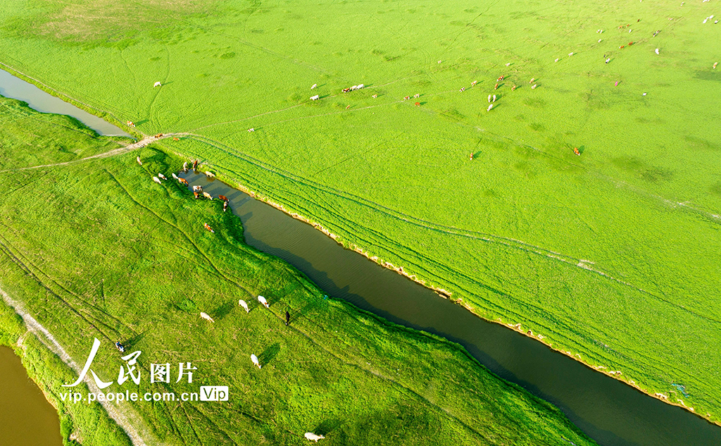 河南：三门峡库区现“生态草原”景观【6】