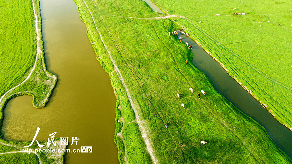 河南：三门峡库区现“生态草原”景观【7】