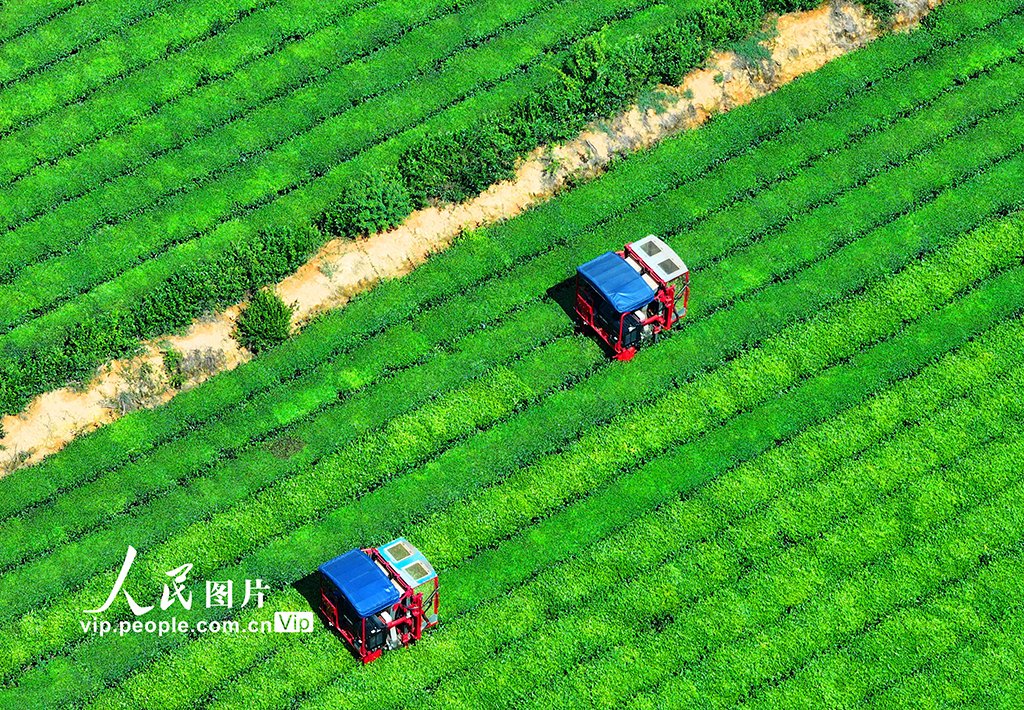 江西泰和：采收茶叶【2】