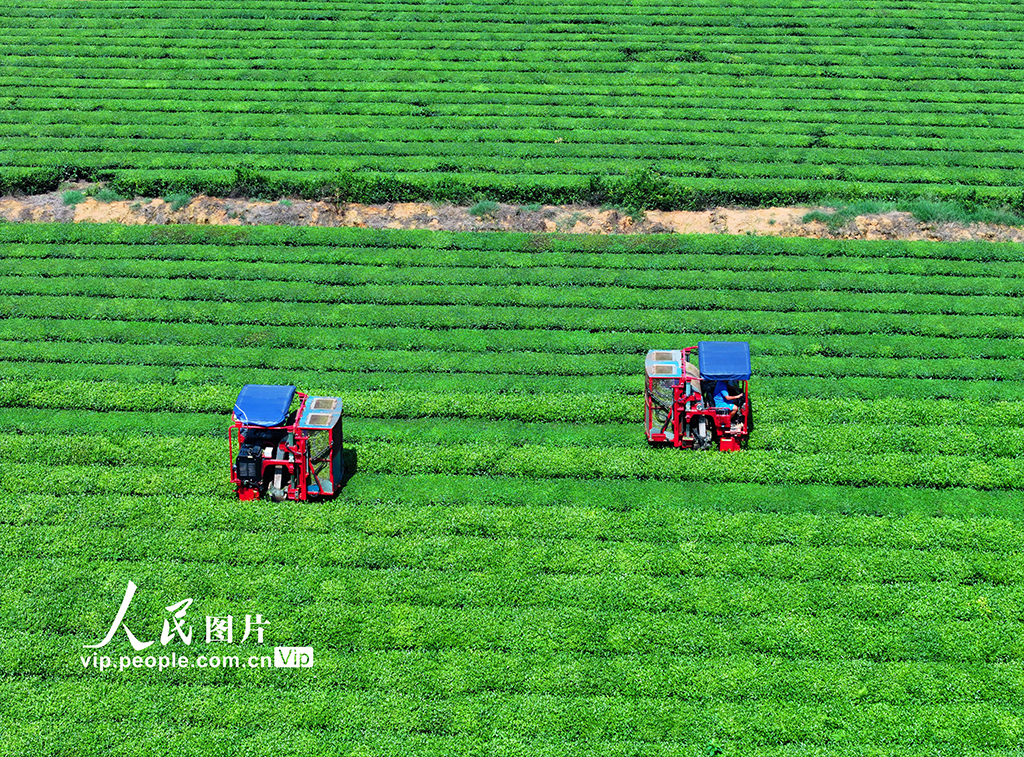 江西泰和：采收茶叶【3】