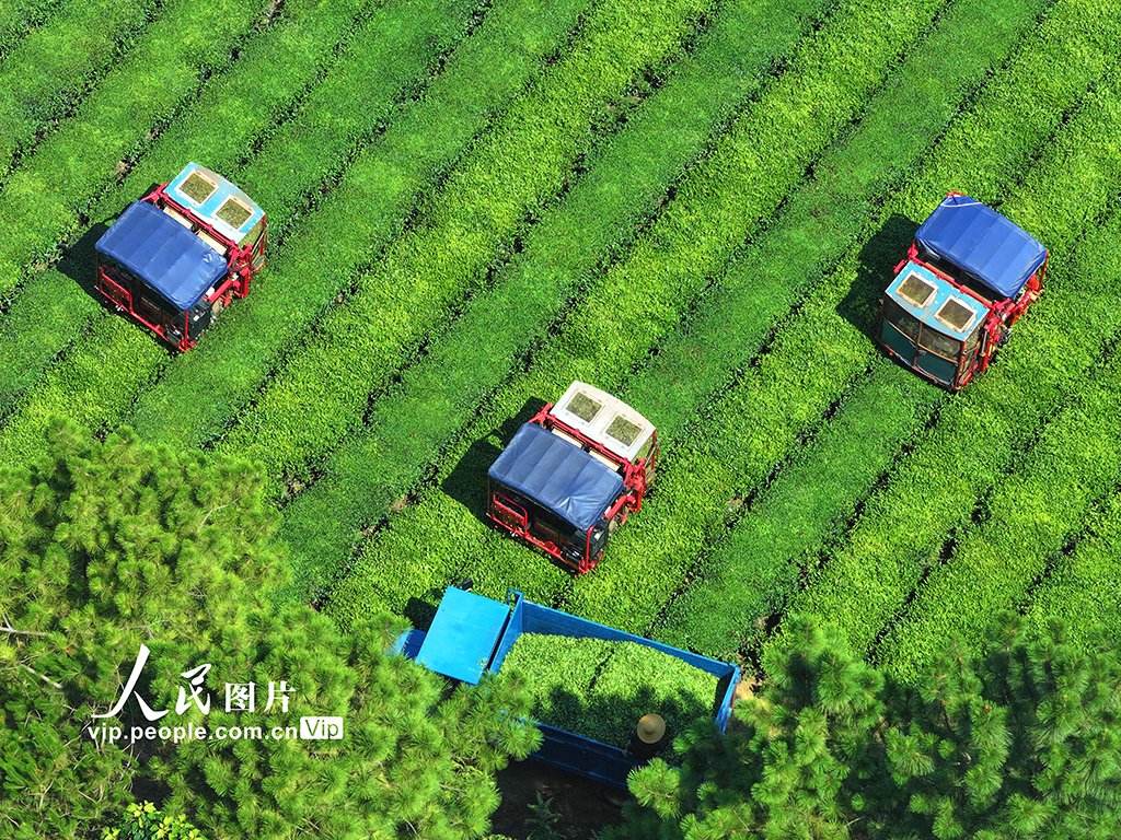 江西泰和：采收茶叶【4】