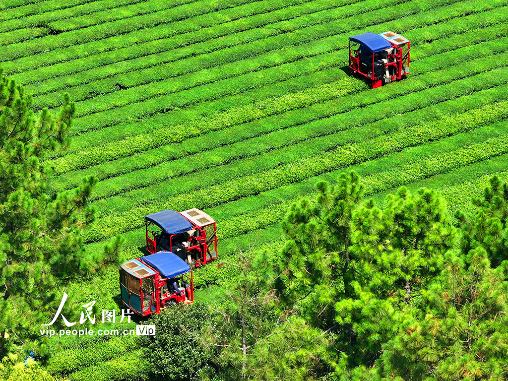 江西泰和：采收茶叶【5】