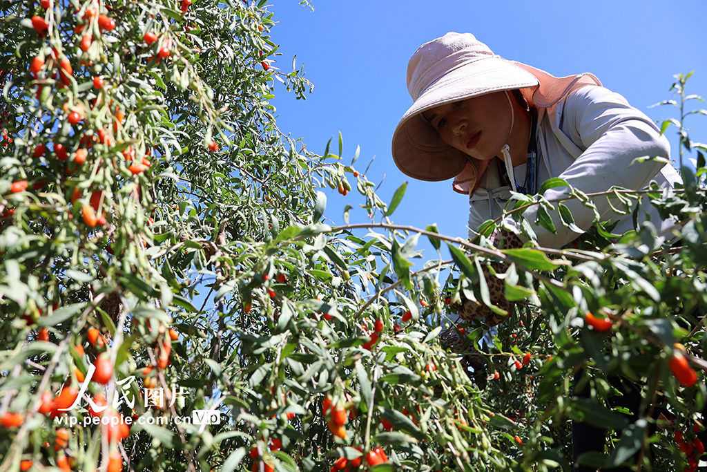 甘肃山丹：焉支山下结出“致富果”【5】