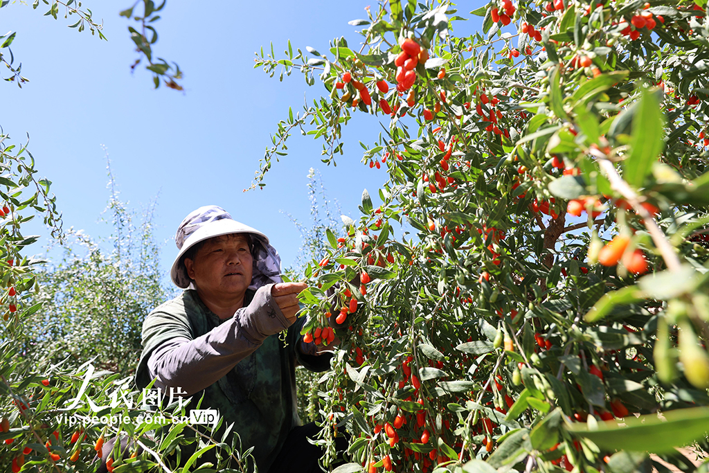 甘肃山丹：焉支山下结出“致富果”【3】