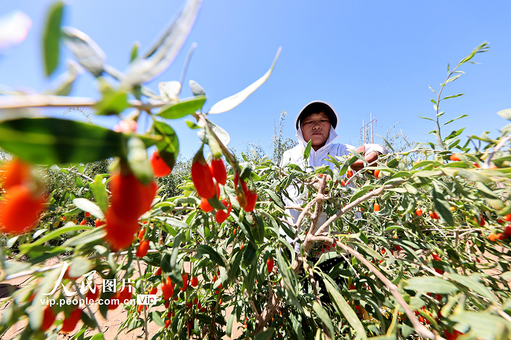 甘肃山丹：焉支山下结出“致富果”【4】