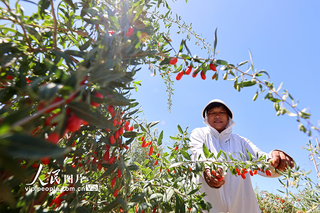 甘肃山丹：焉支山下结出“致富果”【2】