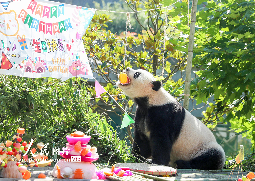 四川广安：大熊猫生日会 游客送祝福【3】