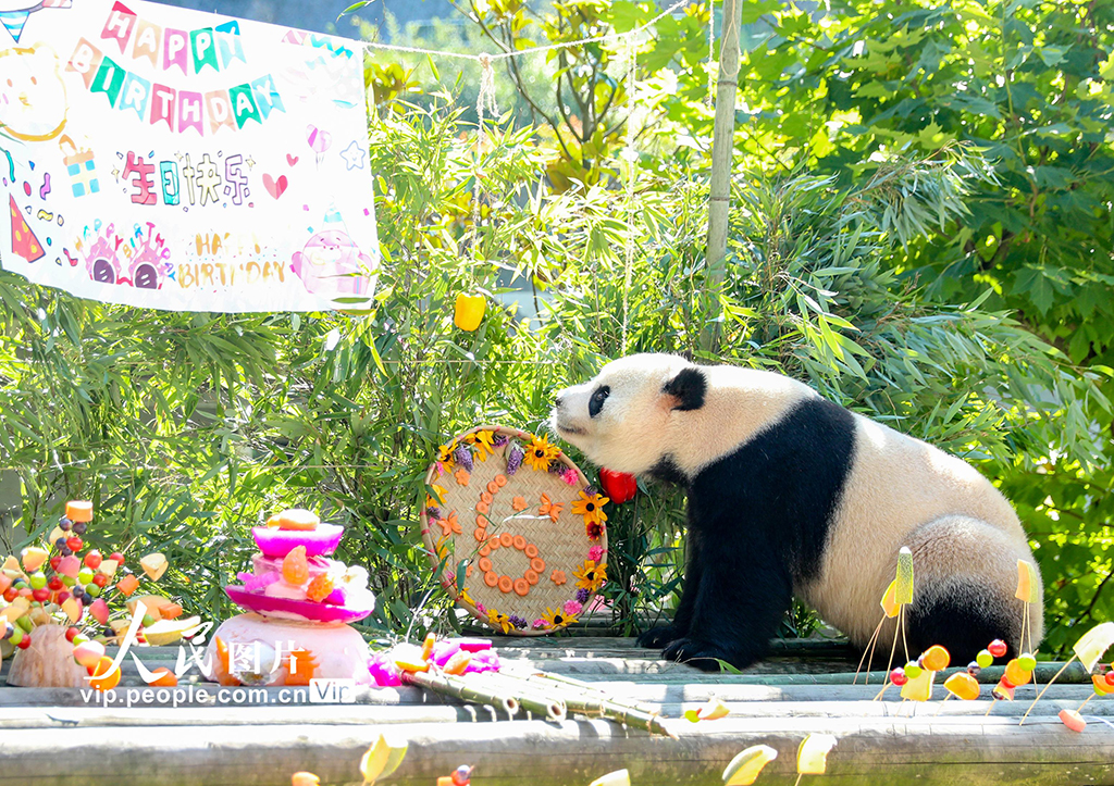 四川广安：大熊猫生日会 游客送祝福【4】