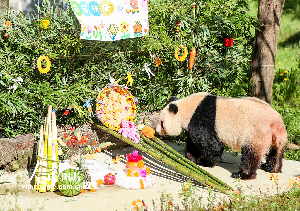 四川广安：大熊猫生日会 游客送祝福【5】