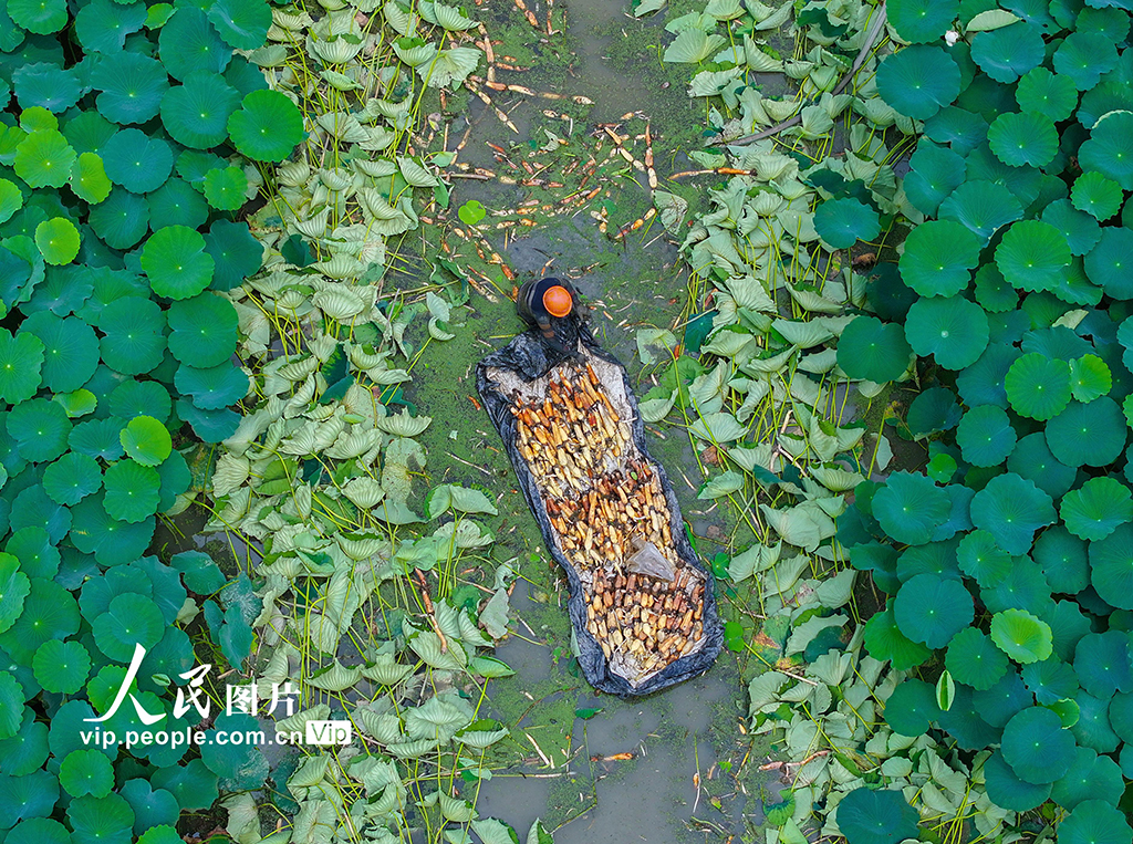 浙江长兴：采收莲藕 供应市场【2】