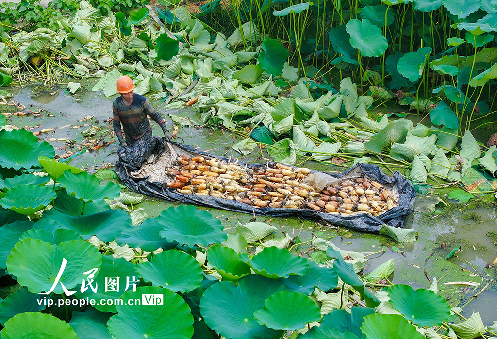 浙江长兴：采收莲藕 供应市场【3】
