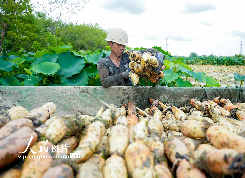 浙江长兴：采收莲藕 供应市场【4】