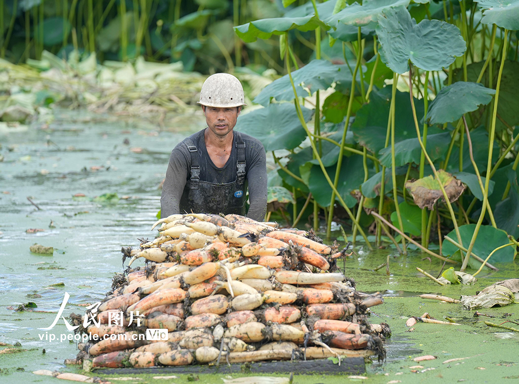 浙江长兴：采收莲藕 供应市场【5】