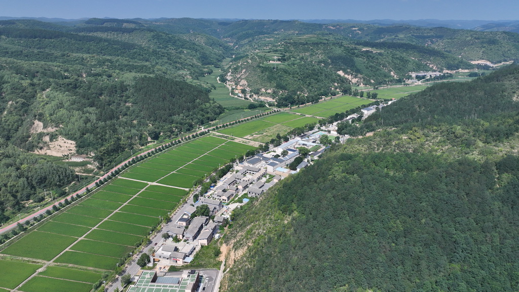 这是南泥湾千亩稻田景色（7月29日摄，无人机照片）。