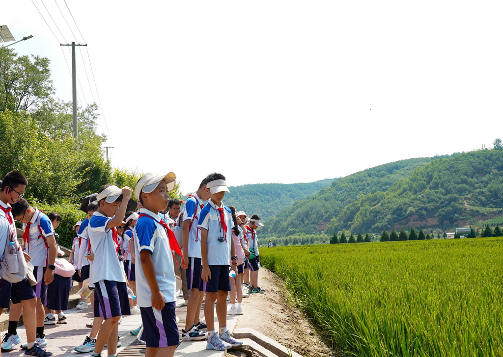 小学生研学团在南泥湾千亩稻田景观前驻足观赏（7月29日摄）。