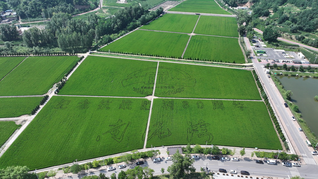 这是南泥湾千亩稻田一隅（7月29日摄，无人机照片）。