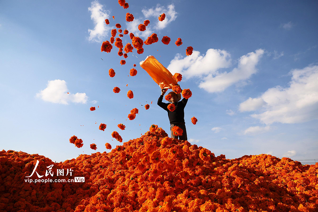 贵州威宁：万亩菊花助农增收【2】